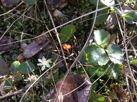 Image of Coptis trifolia subsp. trifolia