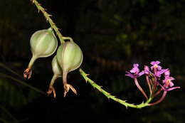 Image of Lopsided star orchid