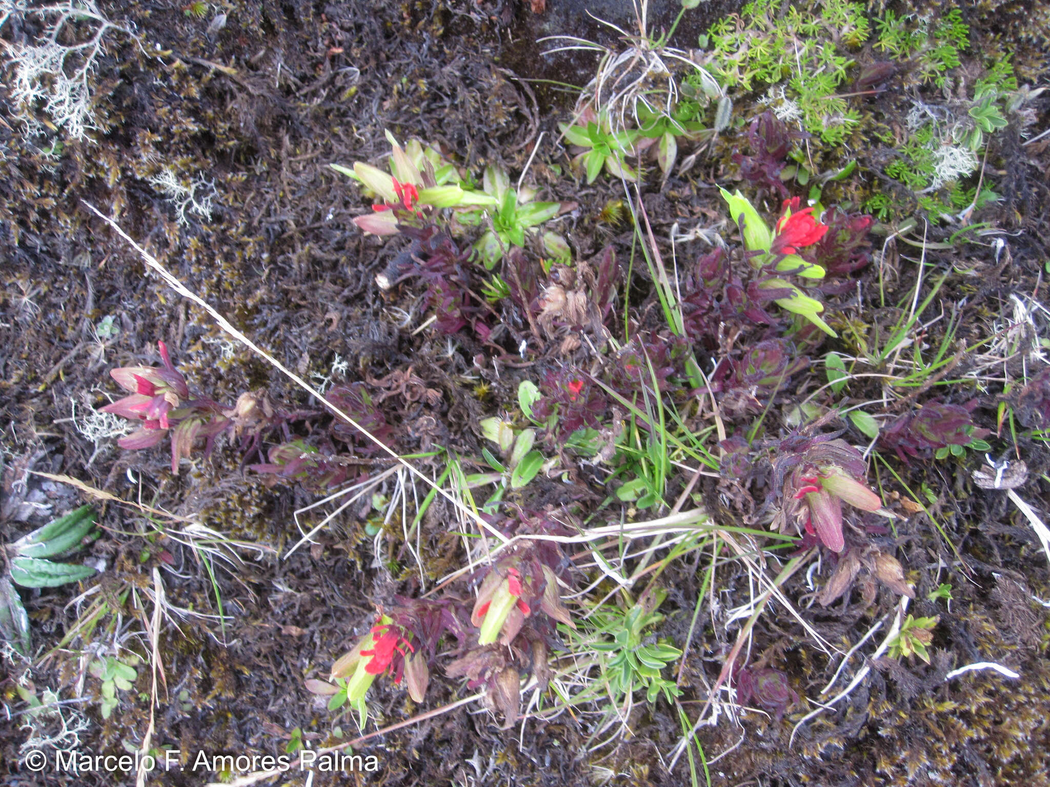 Image of Castilleja nubigena Kunth