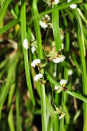 Image of Gomesa radicans (Rchb. fil.) M. W. Chase & N. H. Williams