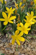 Image of winter daffodil