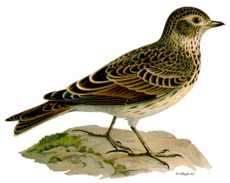 Image of Skylark