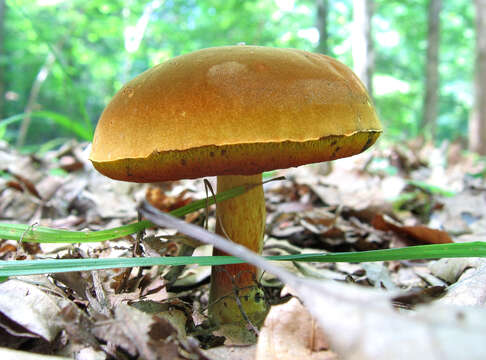 Imagem de Boletus subvelutipes