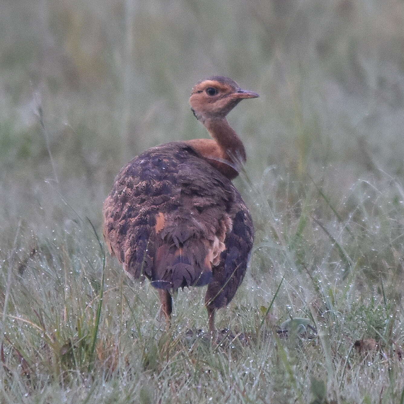 Imagem de Eupodotis senegalensis barrowii (Gray & JE 1829)