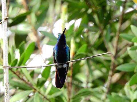 Image of Black-throated Mango