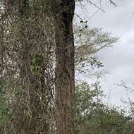 Image of acacia