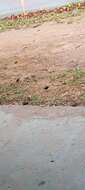 Image of Dusky Indigobird