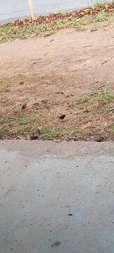 Image of Dusky Indigobird