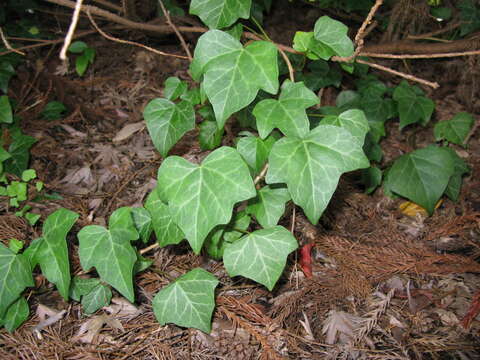 Image of Hedera rhombea (Miq.) Paul