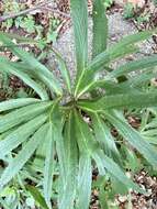 Image of Helleborus bocconei Ten.