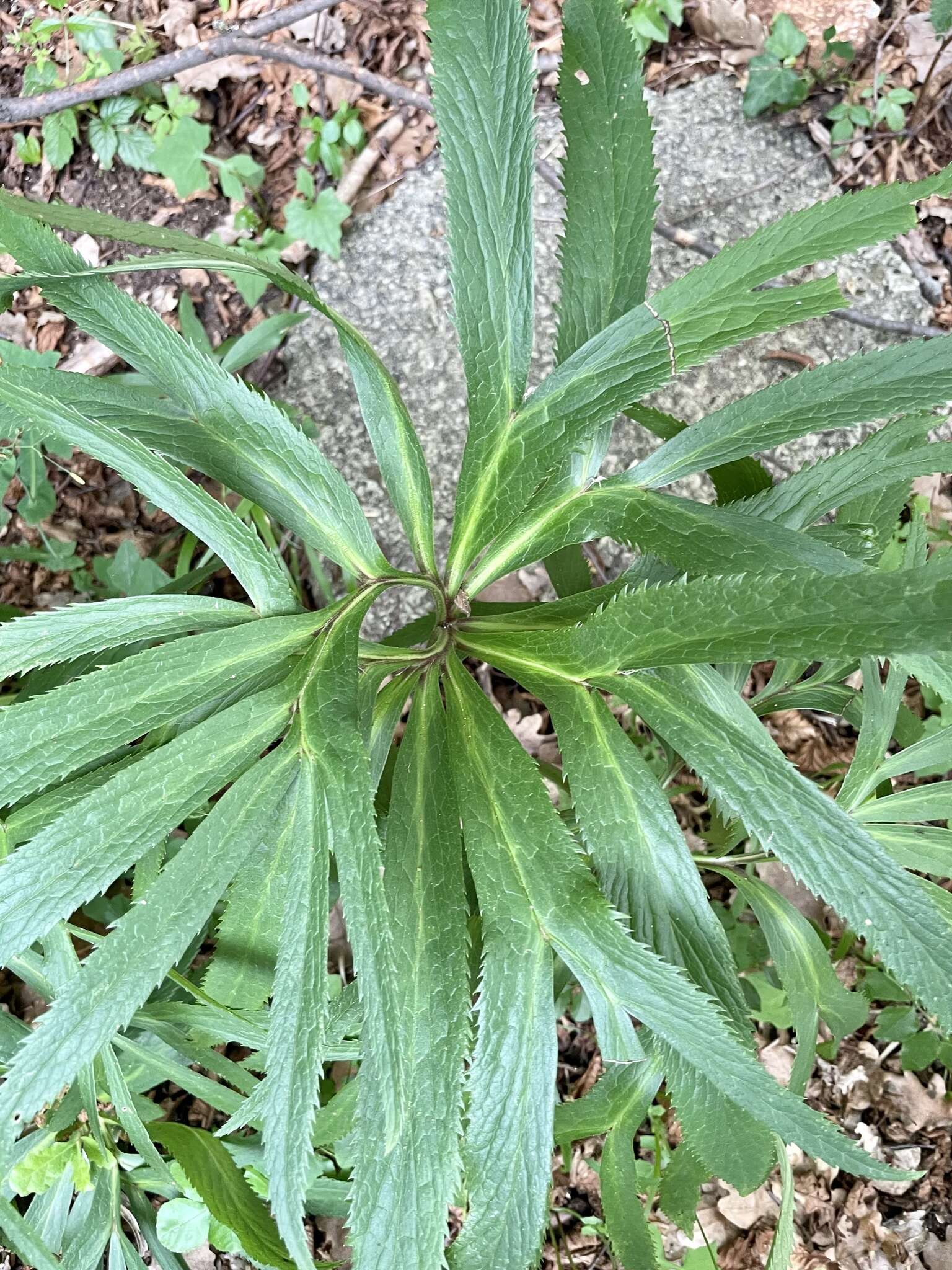 Image of Helleborus bocconei Ten.