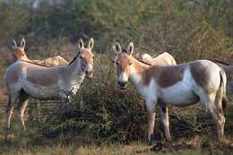 Image of Indian Wild Ass