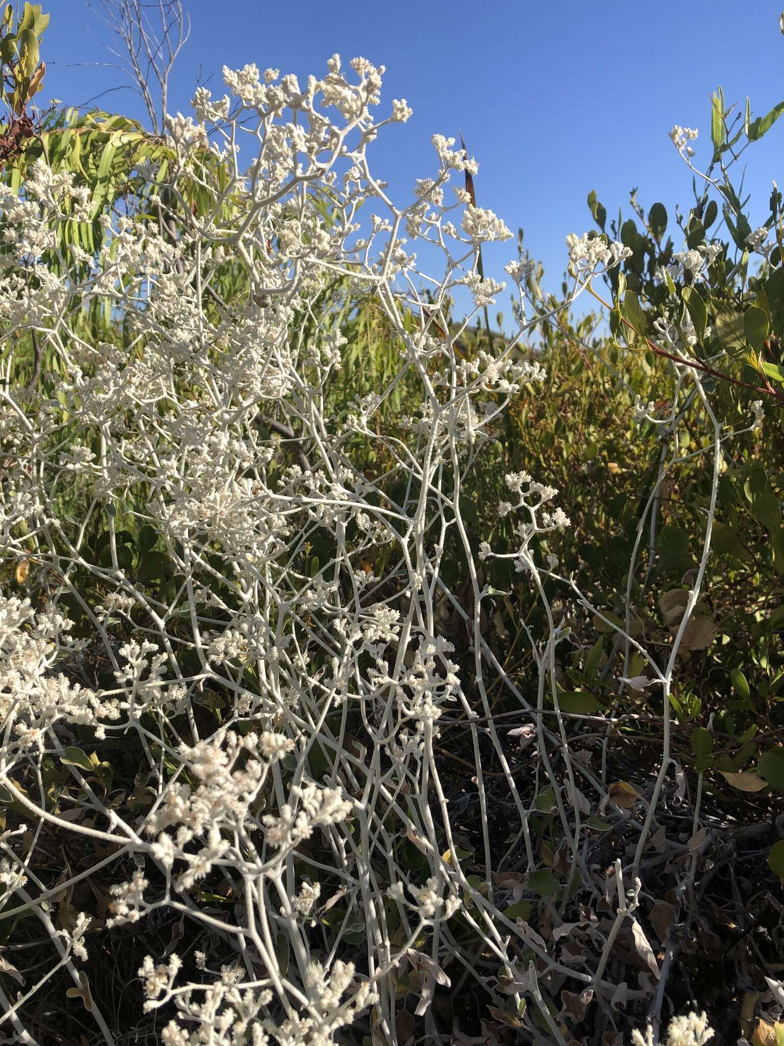 Image of Pithocarpa cordata (DC.) Schmidt-Leb. & R. L. Barrett