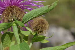 Image of Centaurea phrygia subsp. abnormis (Czer.) Greuter