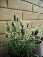 Image of French lavender