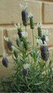 Image of French lavender