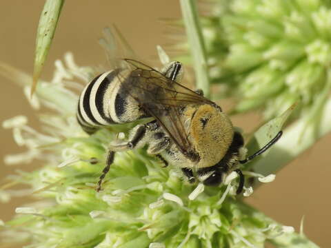 Image of Colletes hylaeiformis Eversmann 1852