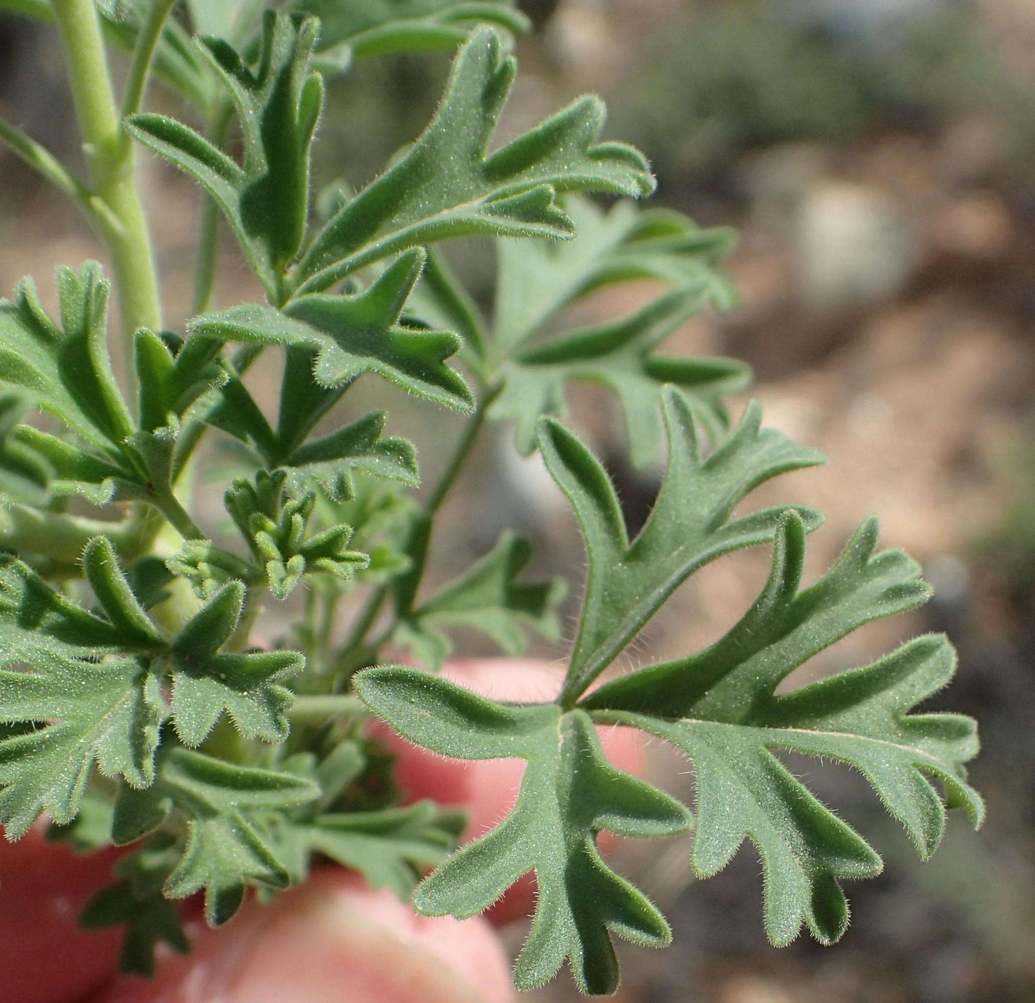 Image of Pelargonium exhibens P. Vorster