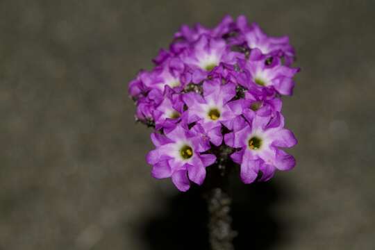 Image of pink sand verbena