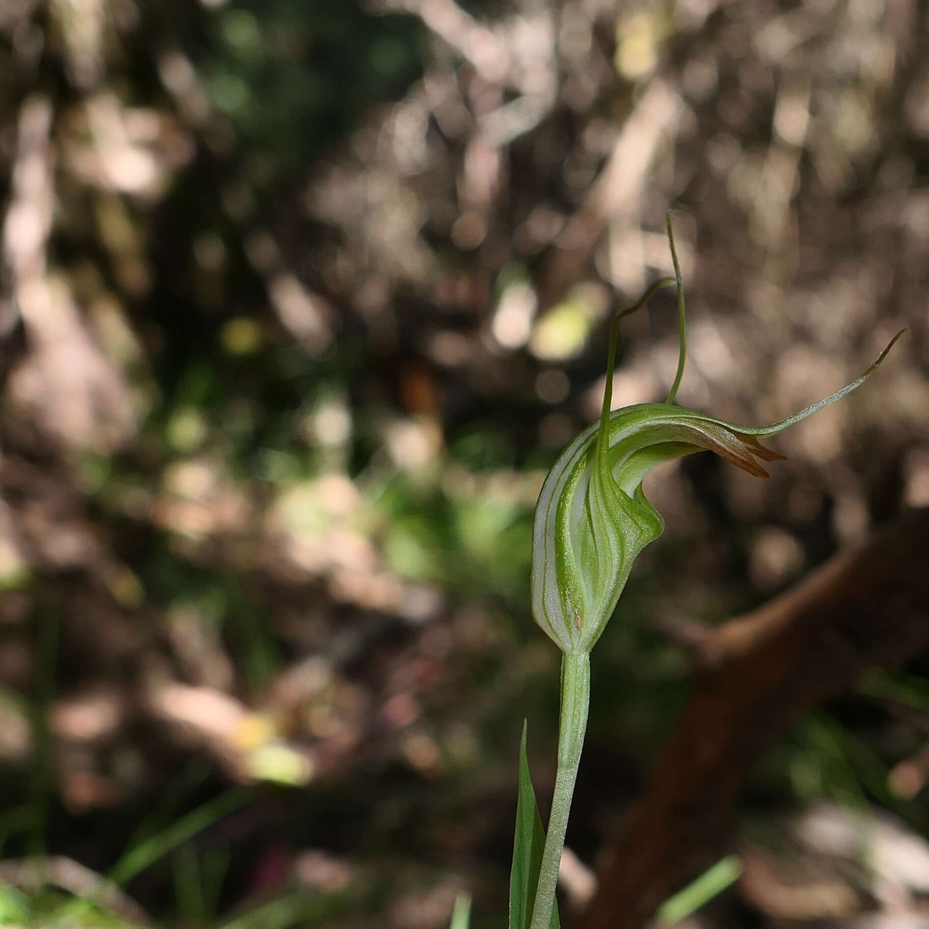 Image of Summer greenhood