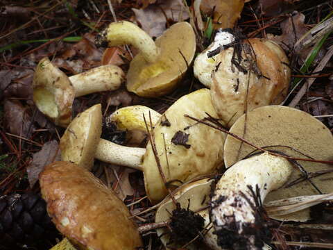 Image of Suillus mediterraneensis (Jacquet. & J. Blum) Redeuilh 1992