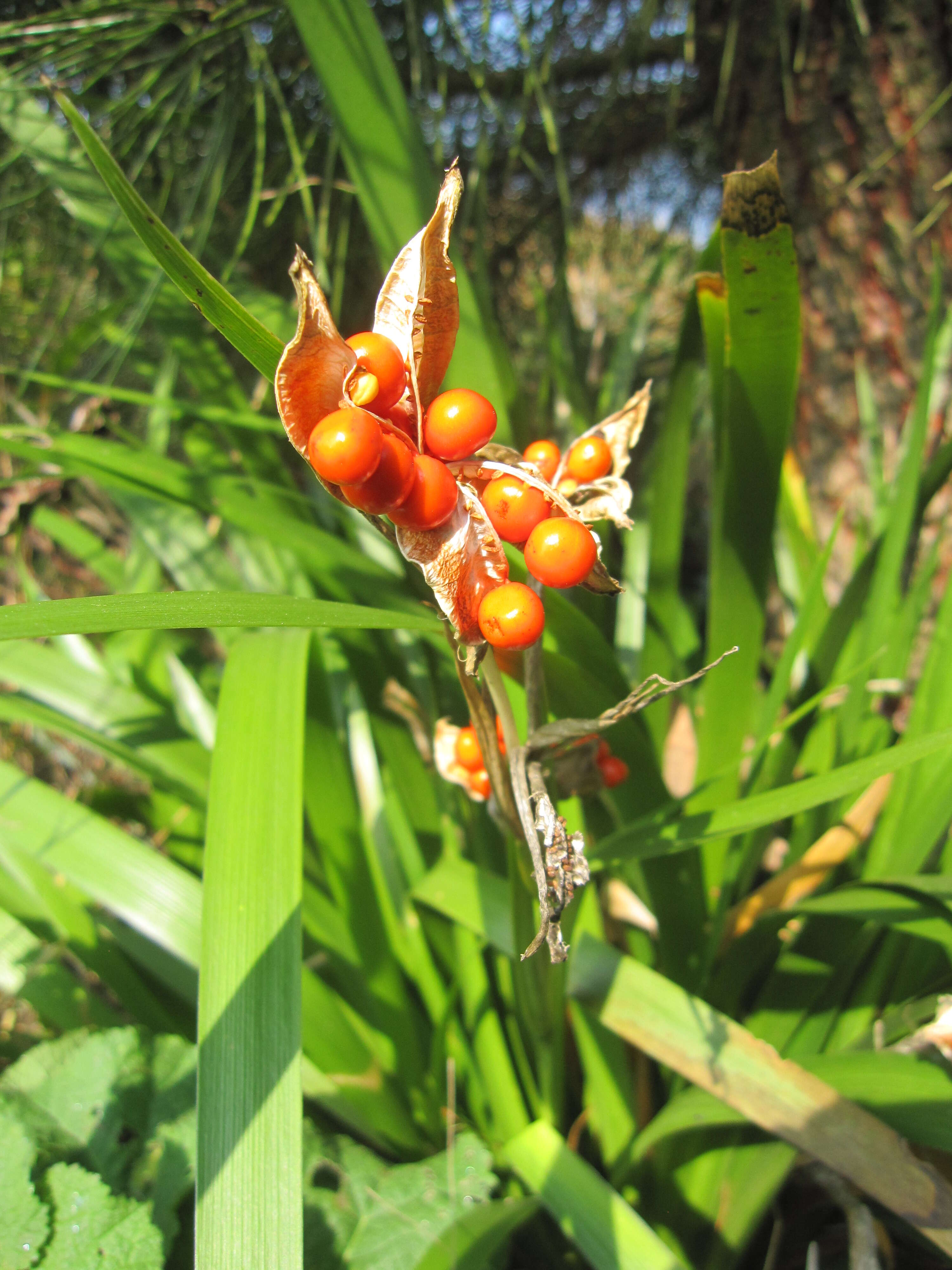 Image of stinking iris