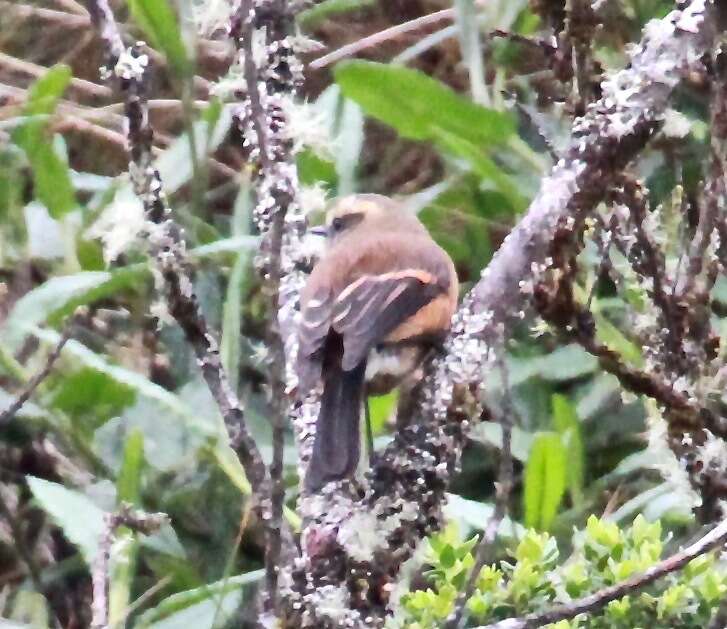 Image of Brown-backed Chat-Tyrant