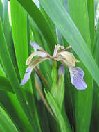 Image of stinking iris