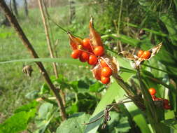 Image of stinking iris