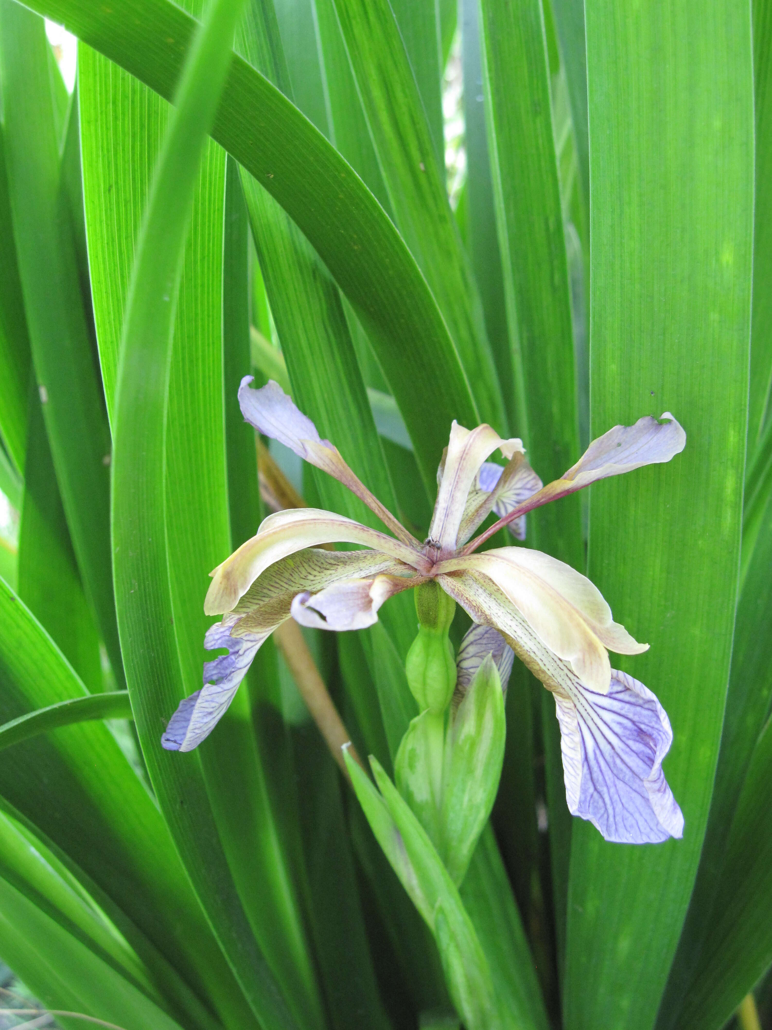 Image of stinking iris