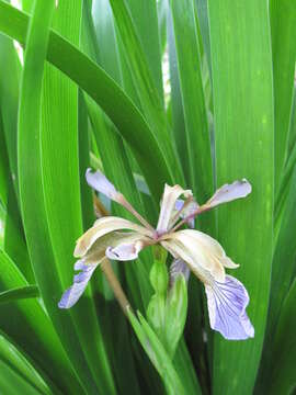 Image of stinking iris