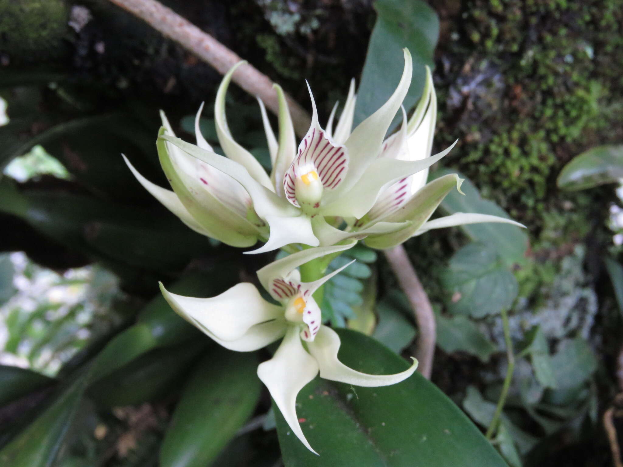 Image of Prosthechea aemula (Lindl.) W. E. Higgins