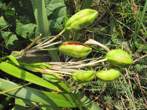 Image of stinking iris