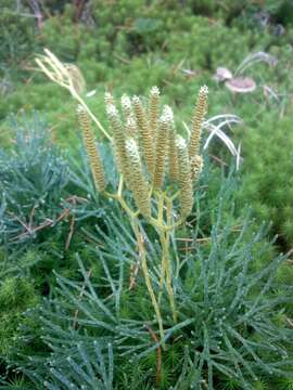 Image of Diphasiastrum tristachyum (Pursh) J. Holub