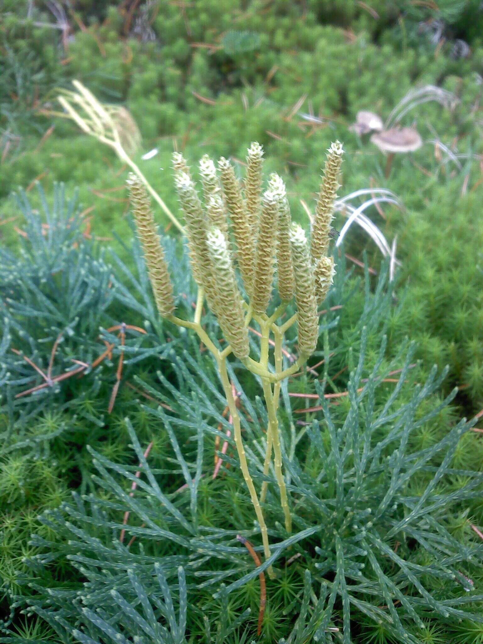 Image of deeproot clubmoss