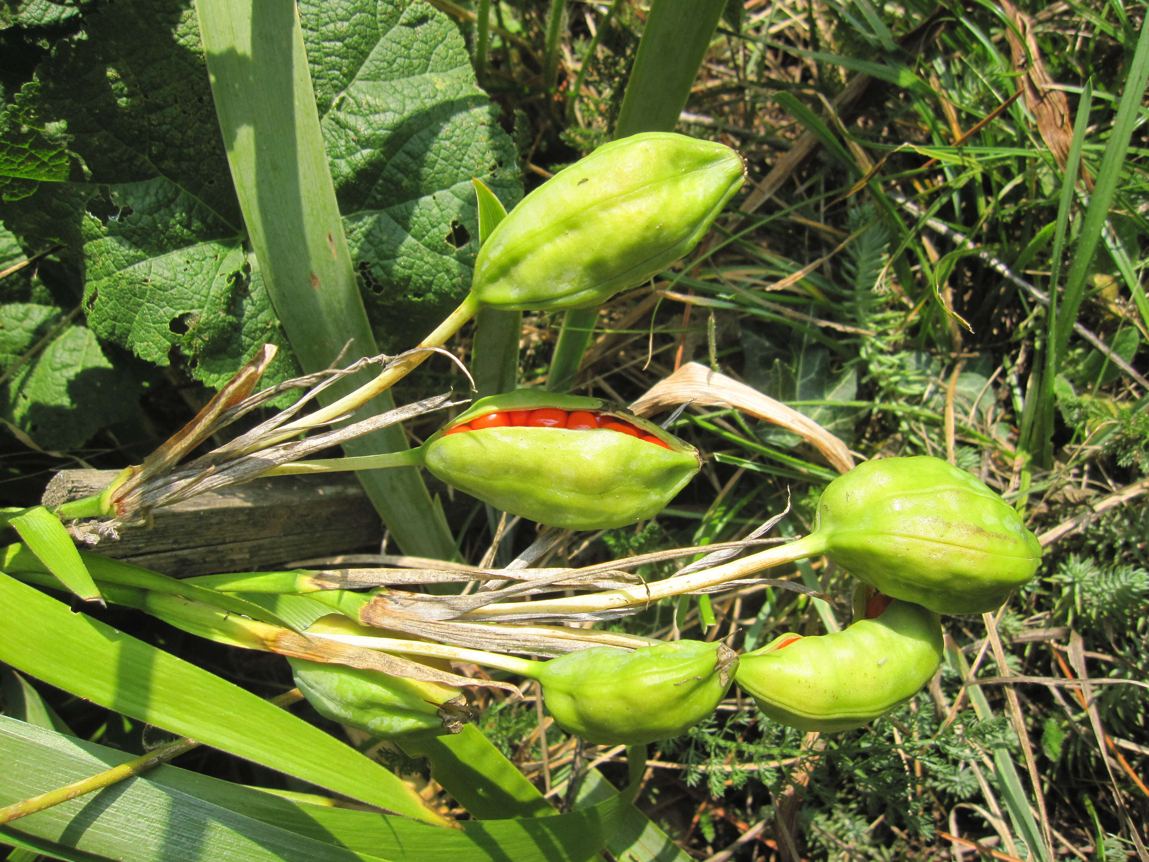 Image of stinking iris