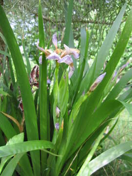 Image of stinking iris