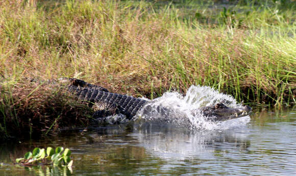 Image of Orinoco Crocodile