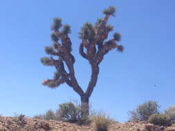 Image of Yucca brevifolia Engelm.