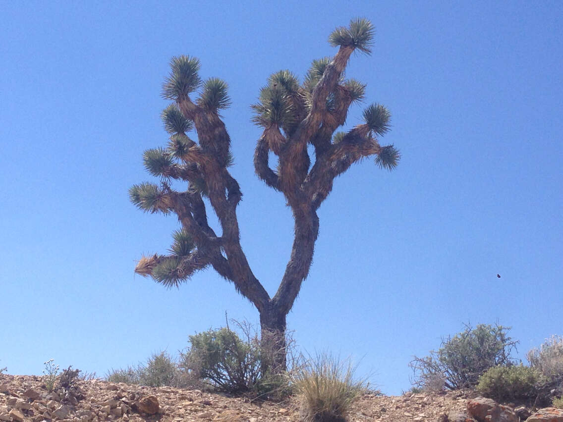 Image of Yucca brevifolia Engelm.