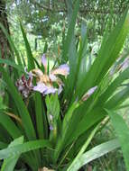 Image of stinking iris