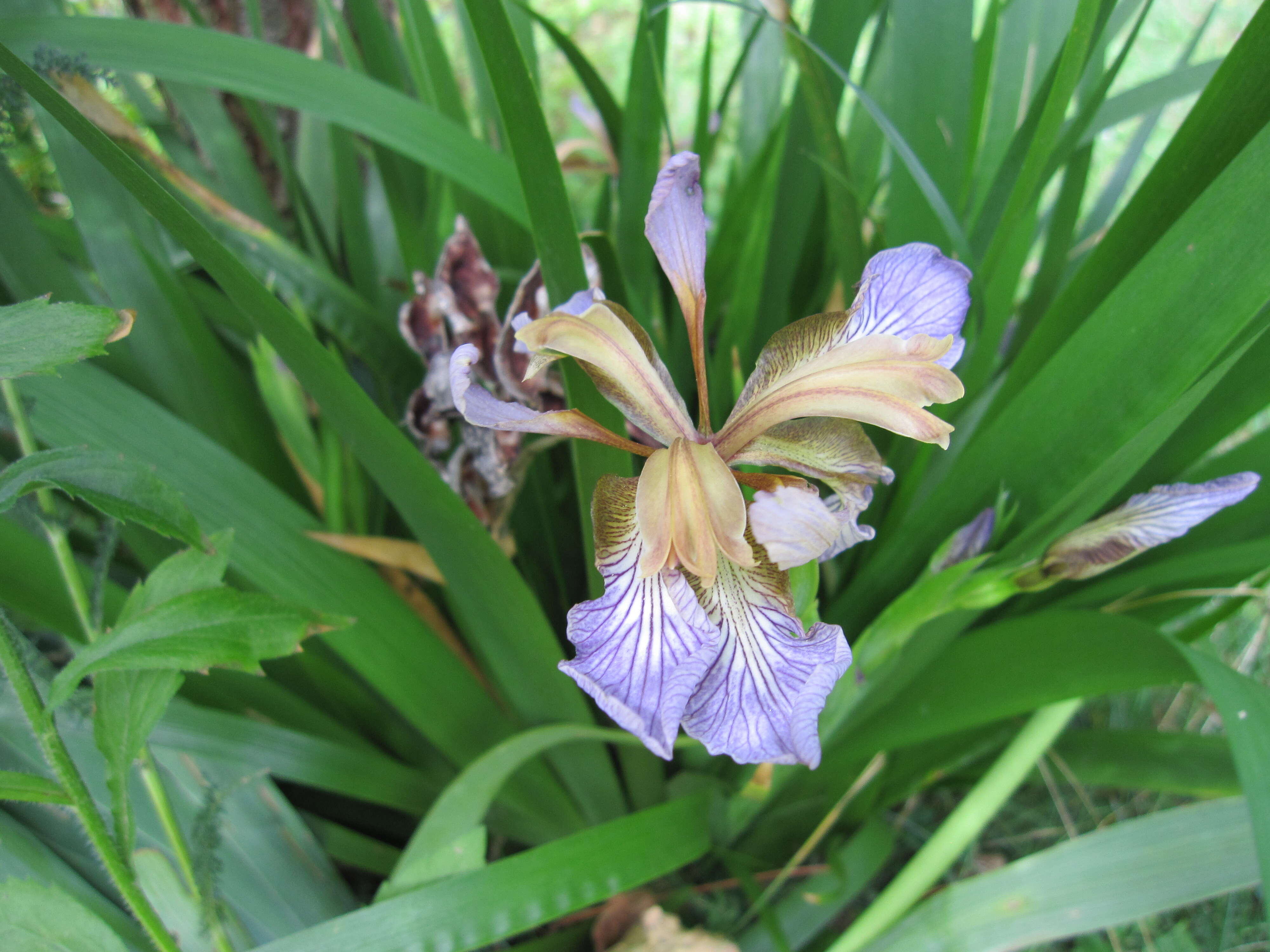 Image of stinking iris