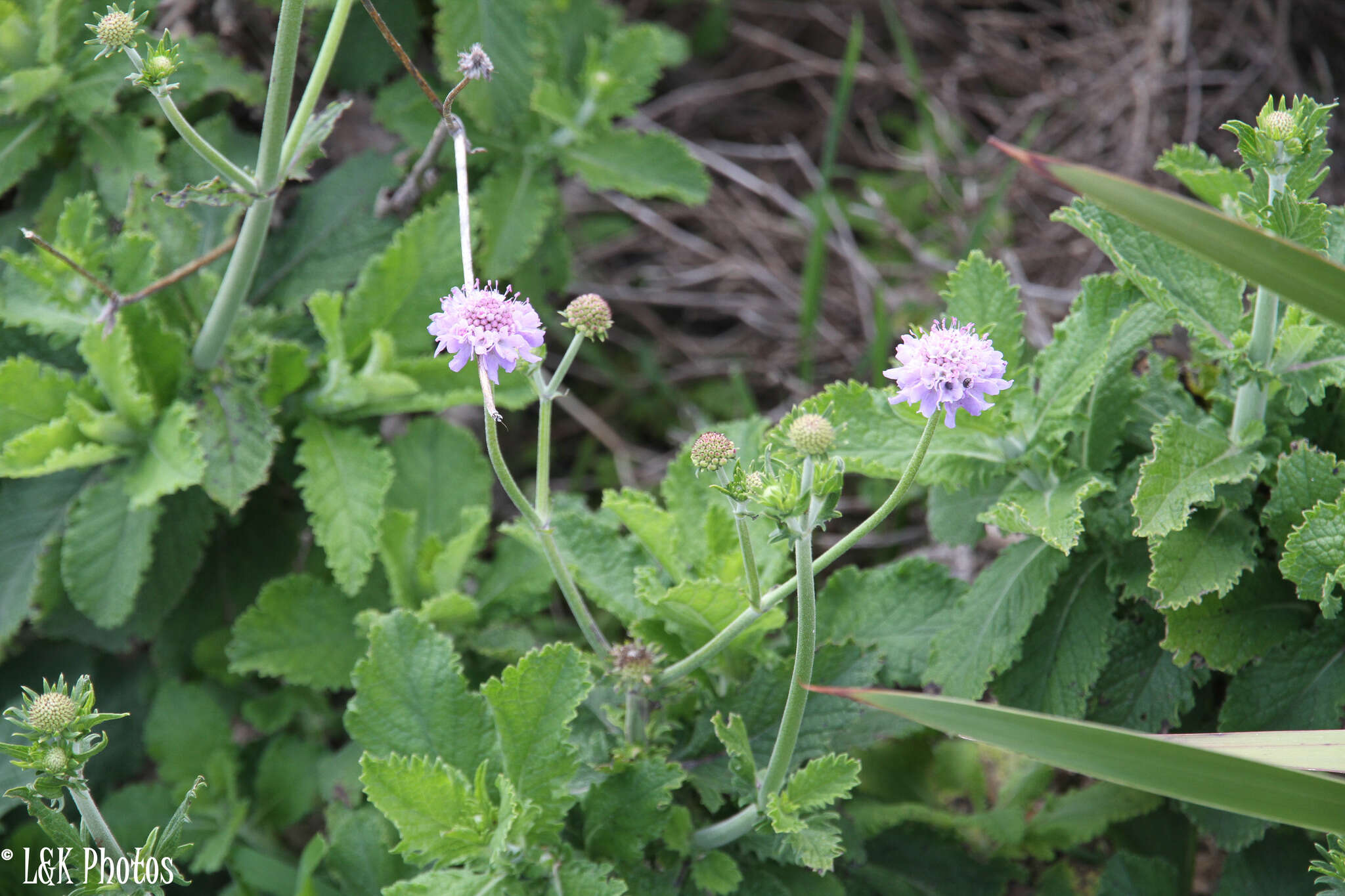 صورة Scabiosa africana L.