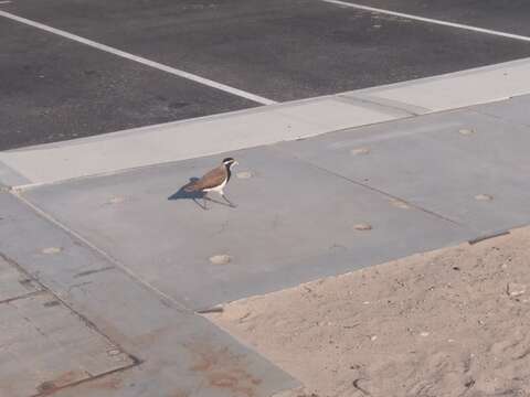 Image of Banded Lapwing