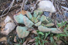 Image of Titanopsis calcarea (Marloth) Schwant.