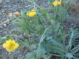 Image of Yellow Horned Poppy