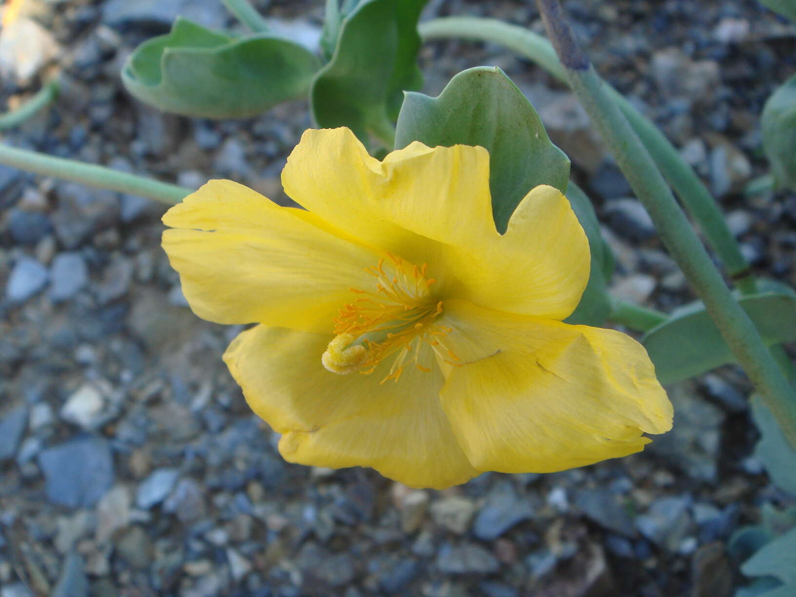 Image of Yellow Horned Poppy