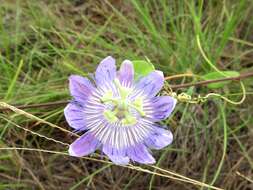 Image of Passiflora urbaniana Killip