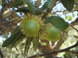 Image of Cork Oak