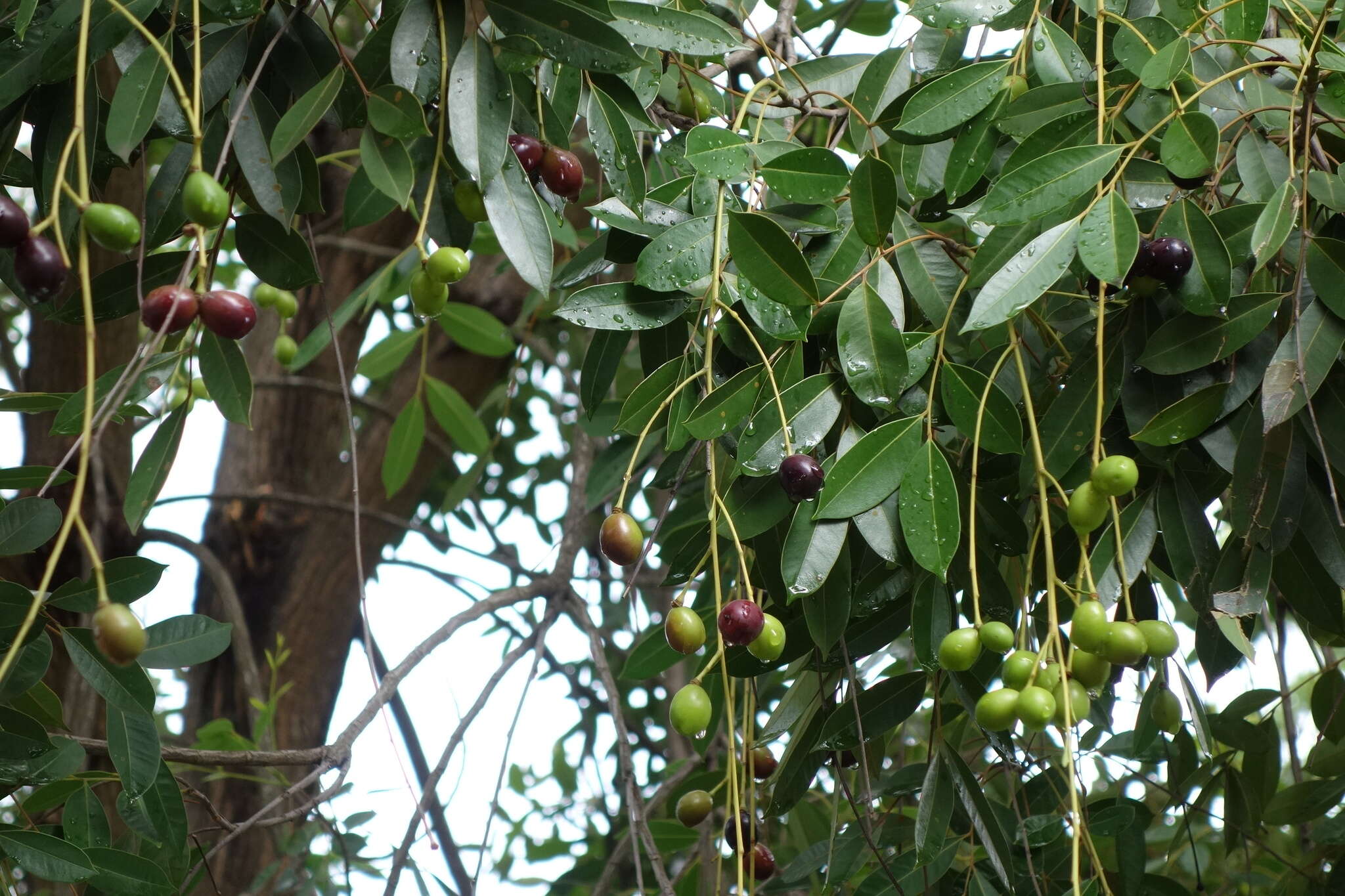 Imagem de Simarouba berteroana Krug & Urban ex Urban